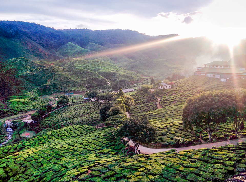 Cameron Highlands